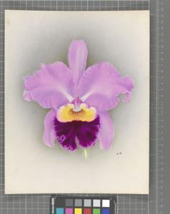 Cattleya Stalin