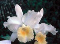 Cattleya White Blossom