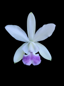 Cattleya Walkerinter