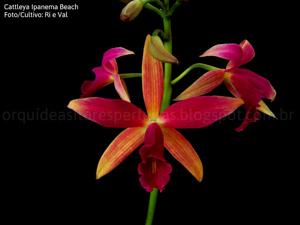 Cattleya Ipanema Beach