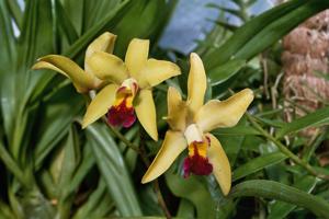 Cattleya Adelaide Waltman