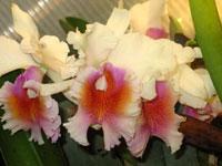 Cattleya Belle of Celle