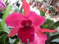 Cattleya Autumn Symphony