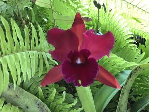 Cattleya Autumn Symphony