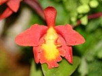 Cattleya Charlesworthii