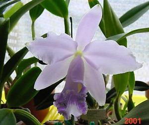 Cattleya Cornelia (1893)