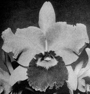 Cattleya Elissa