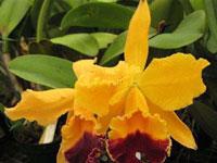 Cattleya Edgard Van Belle