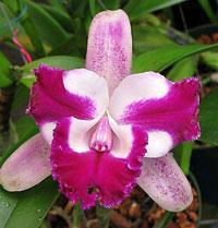 Cattleya Gaiety Flambeau