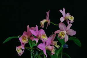 Cattleya Gaiety Flambeau