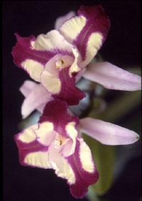 Cattleya Frenchy's Cheek-La