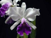 Cattleya Good Fairy