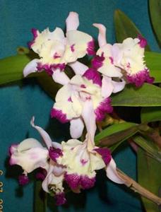 Cattleya Hawaiian Fantasy