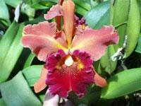 Cattleya Lee Langford