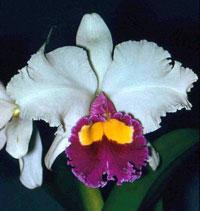 Cattleya Memoria Maggie Hood