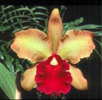 Cattleya Memoria Albert Heinecke