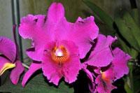 Cattleya Mattie Shave