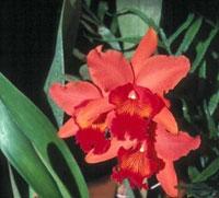 Cattleya Orange Gem