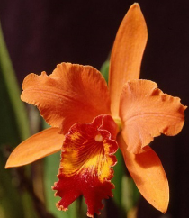 Cattleya Orange Gem