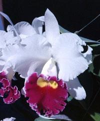 Cattleya Pegi Mayne