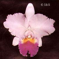 Cattleya Paradisio