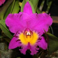 Cattleya Prophesy