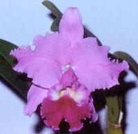 Cattleya Princess Margaret