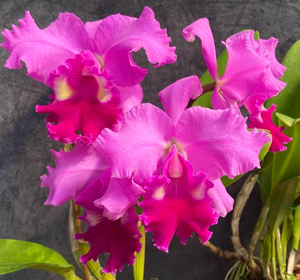 Cattleya Princess Margaret