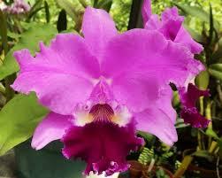 Cattleya Princess Margaret