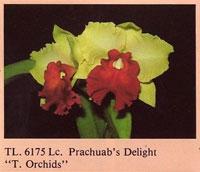 Cattleya Prachuab's Delight