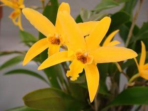 Cattleya Pixie Gold