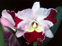 Cattleya Peggy Huffman