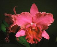 Cattleya Quadroon