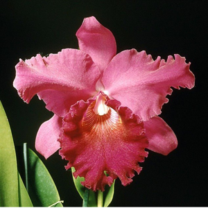 Cattleya Quadroon