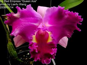 Cattleya Red Empress