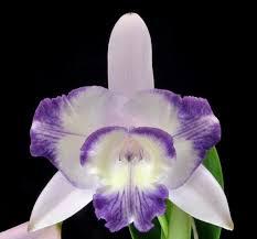 Cattleya Sincomedia