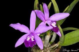 Cattleya Sincomedia