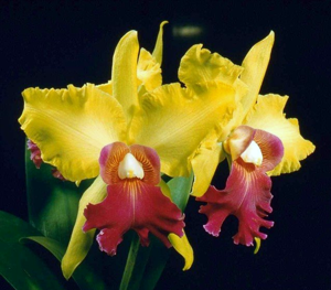 Cattleya S. J. Bracey