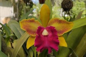 Cattleya S. J. Bracey