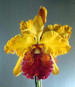 Cattleya Sandra Ozzella