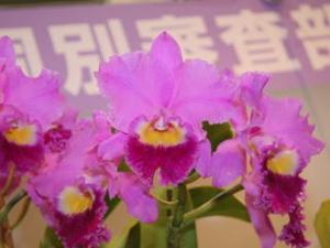 Cattleya Sweet Meringue