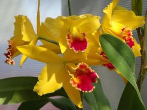 Cattleya Sun Mist