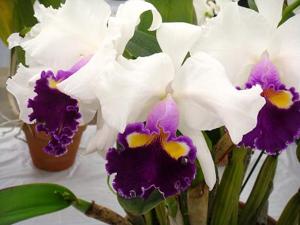 Cattleya Stephen Splendor