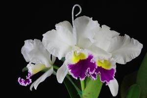 Cattleya Stephen Oliver Fouraker