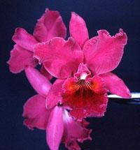 Cattleya Twinkle Star