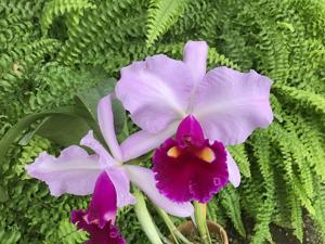 Cattleya Washington Post