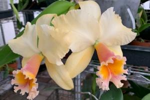 Cattleya Southern Cross