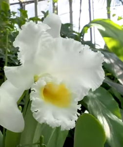 Cattleya Hawaiian Crystal