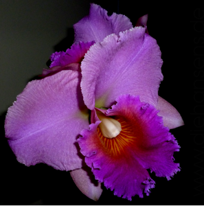 Cattleya Brazilian Treasure