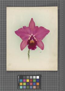 Cattleya Meuse